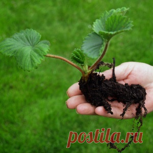 Котята мейн-куна во всей своей красе. Редкие красавчики и милахи! - МирТесен