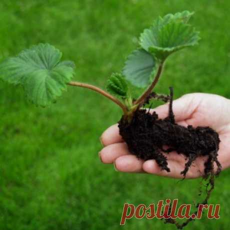 Котята мейн-куна во всей своей красе. Редкие красавчики и милахи! - МирТесен