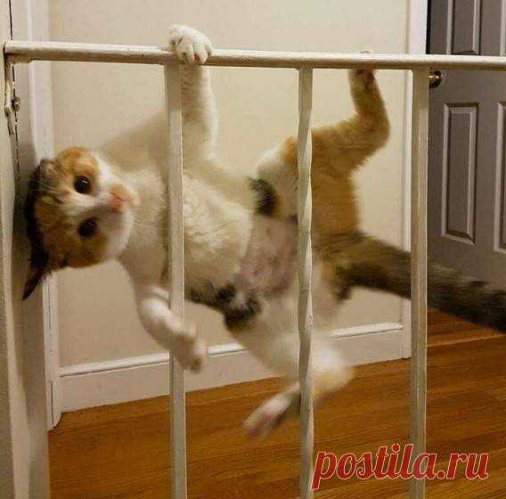 Коты, которые разбавили серые будни своих хозяев