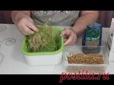 ПРОРОЩЕННАЯ ПШЕНИЦА и ЧЕЧЕВИЦА— ЭЛИКСИР здоровья и долголетия. Забудьте о старении!