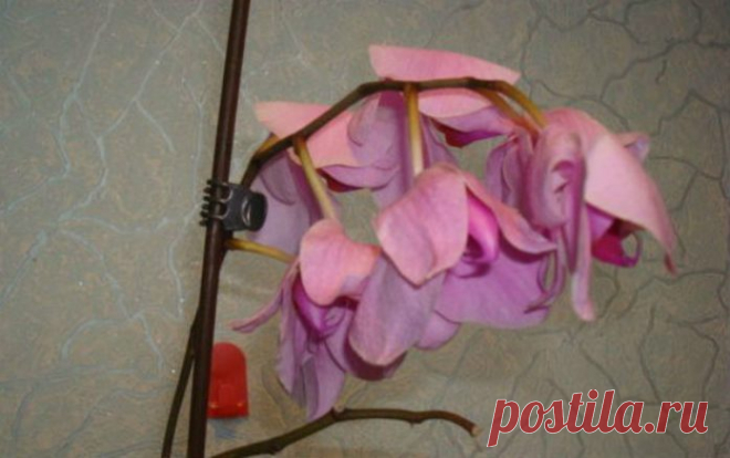 Полейте растения этим средством и они оживут через пару дней! — Це Цікаво
