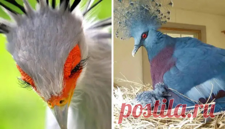 30 очень красивых птиц