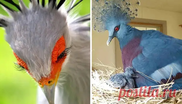 30 очень красивых птиц