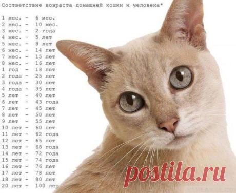 Без кота и жизнь не та