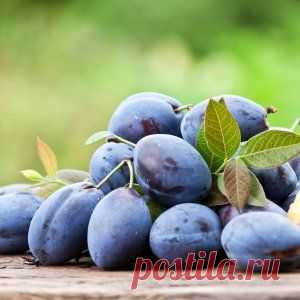 Слива – кладезь витамина Е | Зеленая аптека (Усадьба)