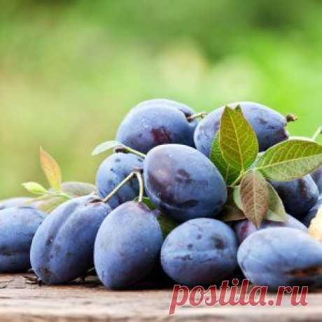 Слива – кладезь витамина Е | Зеленая аптека (Усадьба)