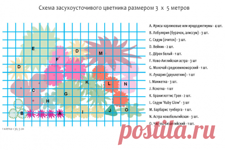 Превосходный цветник из засухоустойчивых растений, схема, 15 фото и названия | Дача - это маленькая жизнь | Яндекс Дзен