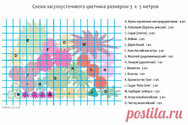 Превосходный цветник из засухоустойчивых растений, схема, 15 фото и названия | Дача - это маленькая жизнь | Яндекс Дзен