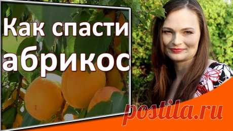 Как бороться с монолиозом абрикоса фото — сад и огород Всё про чистку вещей, дома и офиса. Как почистить квартиру, машину, золото, серебро, дом, мех, зеркало и многое другое...