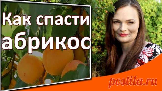 Как бороться с монолиозом абрикоса фото — сад и огород Всё про чистку вещей, дома и офиса. Как почистить квартиру, машину, золото, серебро, дом, мех, зеркало и многое другое...