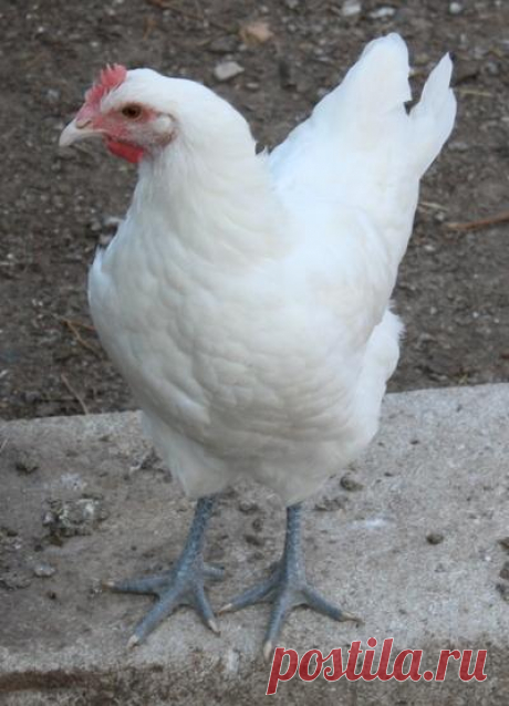 Характеристика Бресс Гальской породы кур, ее особенности и фото