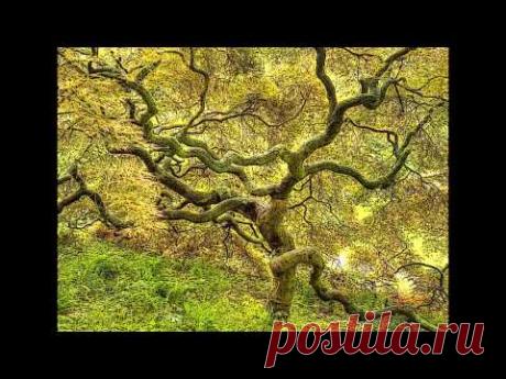 San Chad Art * 聖乍得藝術 * Album 3