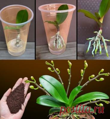 Орхідея раптово випустила вп’ятеро більше квітконосів. Повністю натуральне підживлення — clickbuyus.com