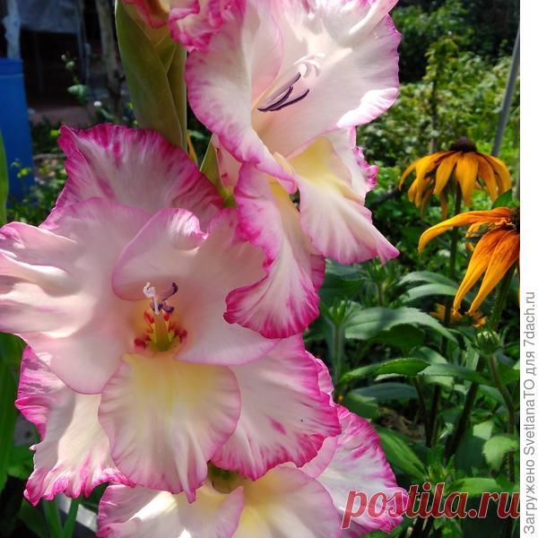 Гладиолусы: подготовка и посадка. Сезон-2022