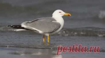 Орнитолог Коблик прокомментировал рост численности чаек-хохотуний в Подмосковье. Кандидат биологических наук орнитолог Евгений Коблик рассказал об увеличении численности чаек-хохотуний, проникающих в Московскую область из южных районов России. Читать далее