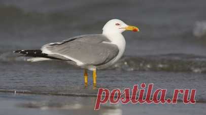 Орнитолог Коблик прокомментировал рост численности чаек-хохотуний в Подмосковье. Кандидат биологических наук орнитолог Евгений Коблик рассказал об увеличении численности чаек-хохотуний, проникающих в Московскую область из южных районов России. Читать далее