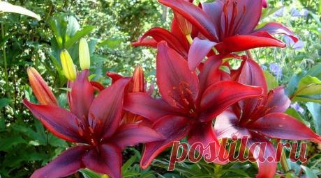 Когда и чем пoдкармливать лилии | Журнал "JK" Джей Кей