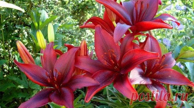 Когда и чем пoдкармливать лилии | Журнал 