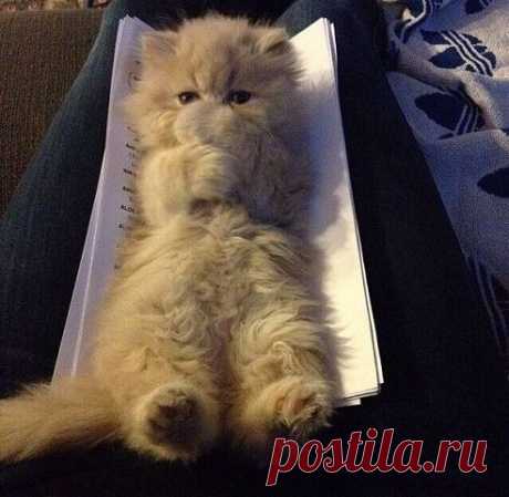 (4) Одноклассники
