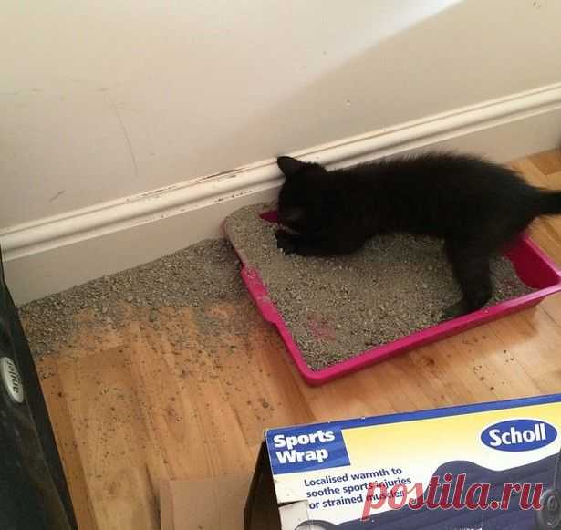 22 вещи, которые поймут только настоящие кошатники(22 фото)