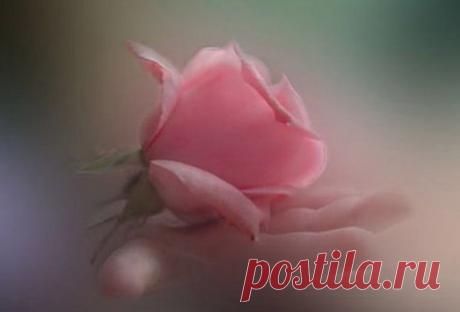 Тщательно охраняйте внутри себя это сокровище — доброту.
Умейте дарить без колебаний, терять без сожаления, приобретать без скупости.