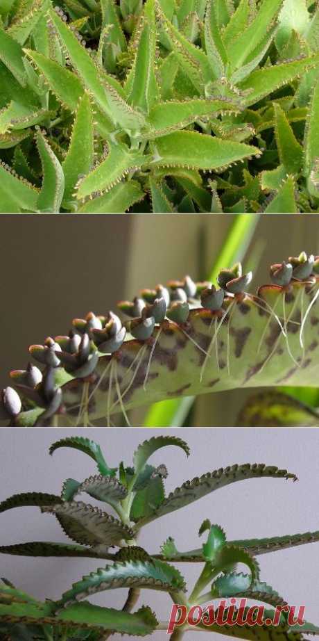 Какова польза каланхоэ