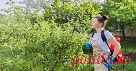 Чем обработать яблоню, грушу и сливу в июле против болезней и вредителей. Как же защитить плодовые деревья?