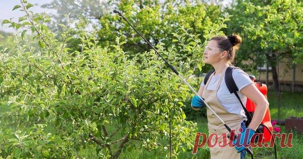 Чем обработать яблоню, грушу и сливу в июле против болезней и вредителей До начала сбора слив, груш и яблок еще больше месяца, однако есть шанс не дождаться урожая, ведь вредители не ждут полной спелости и уже вовсю налегают на плоды, а болезни могут разгуляться в любое время. Как же защитить плодовые деревья?