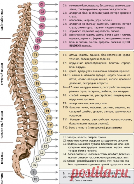 Болезни позвоночника большая группа заболеваний, которыми страдает более 85% населения. Если полвека назад проблемы со спиной были в основном у людей пожилого возраста, то сидячий образ жизни и компьютеризация общества значительно «омолодили» болезни спины. Позвоночник играет ключевую роль в здоровье человека. Головной мозг через центральную нервную систему управляет всеми системами организма человека. По мере деформирования позвоночника слабеет …