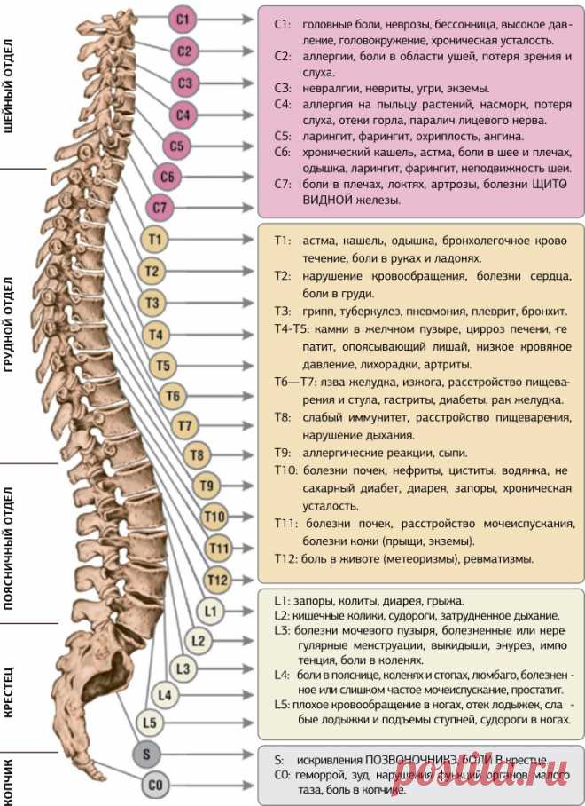 Болезни позвоночника большая группа заболеваний, которыми страдает более 85% населения. Если полвека назад проблемы со спиной были в основном у людей пожилого возраста, то сидячий образ жизни и компьютеризация общества значительно «омолодили» болезни спины. Позвоночник играет ключевую роль в здоровье человека. Головной мозг через центральную нервную систему управляет всеми системами организма человека. По мере деформирования позвоночника слабеет …