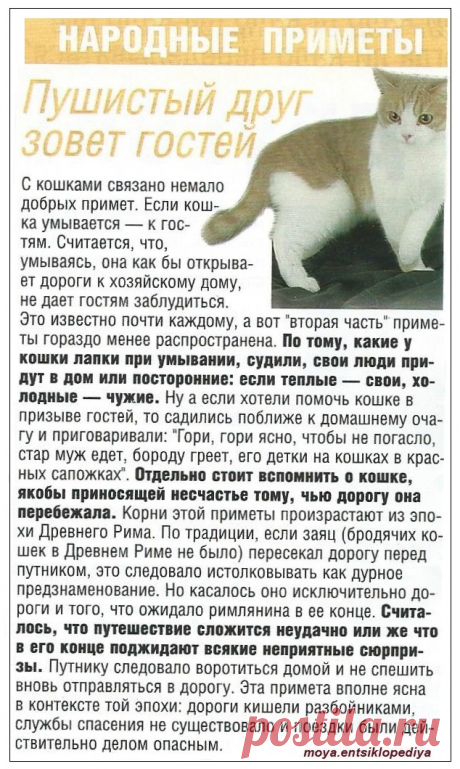 Кошачьи приметы