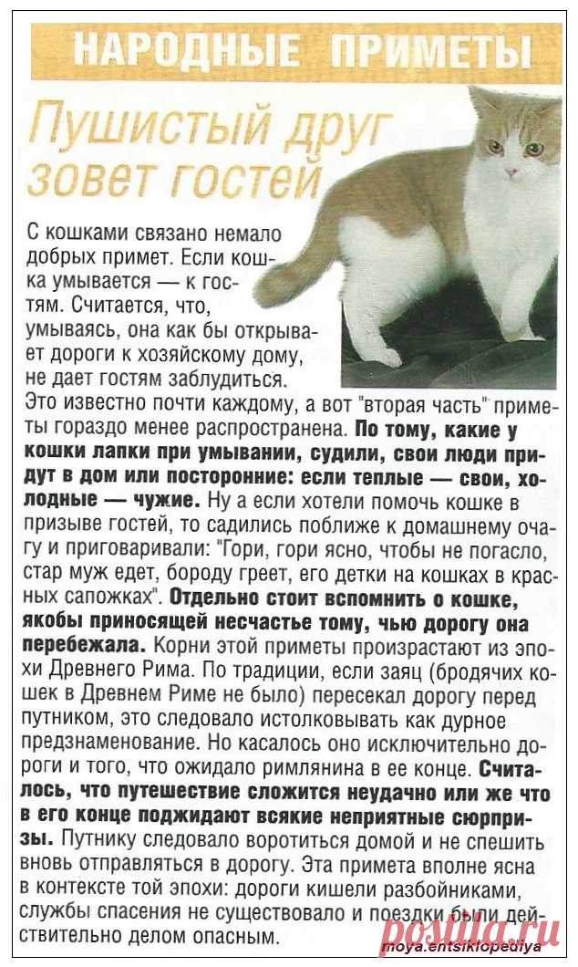 Кошачьи приметы