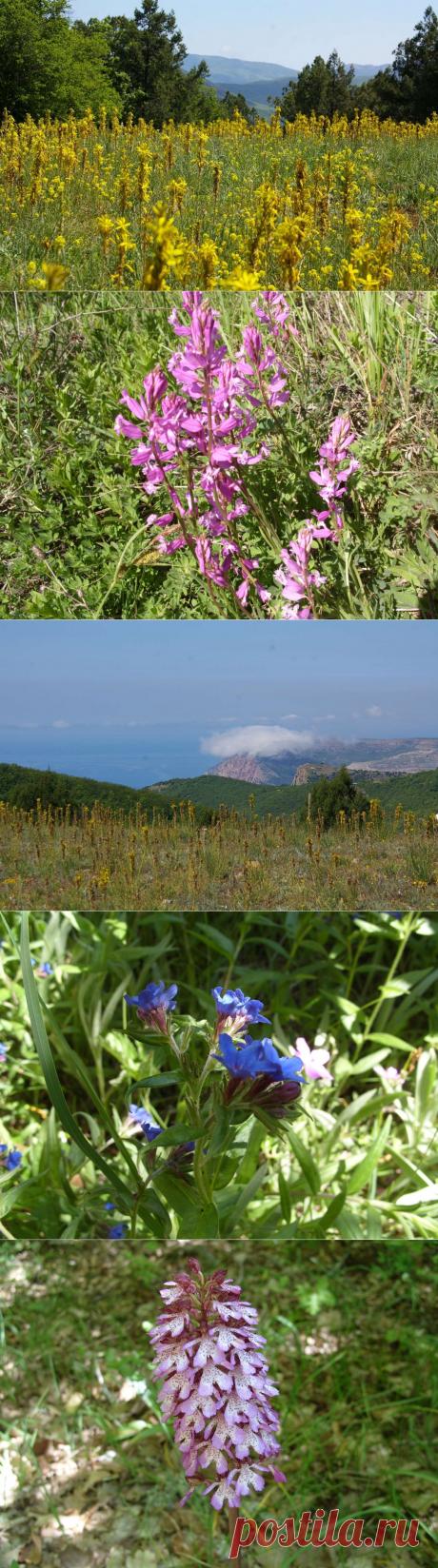 Источник любви и вдохновения – Крым (каньон Сухой речки, любование асфоделиной желтой) .

Пытаясь восполнить свой пробел в познании природы Крыма, я вновь с коллегами вчера отправилась в горы в Бахчисарайском районе, чтобы увидеть всю красоту каньона Сухой речки и полюбоваться прекрасной асфоделиной желтой.