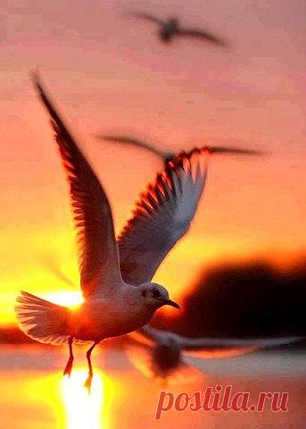 "Живи" - сказала Жизнь
"Люби" - нежно обняла Любовь
"Дари" - улыбнулось Счастье
"Верь и Иди" - простучало Сердце
"Решай" - подмигнула Мудрость
"Попробуй..." - шепнула Мечта
Нежность закрыла глаза
Разум поддался Мечте...
Опыт с улыбкой дорогу открыл
И Гордость с Причиной вдруг возразить не смогли...
"Пробуй" - опять прошептала Мечта
"Будь" - сказала и засмеялась Судьба
Поцелуем своим наградила