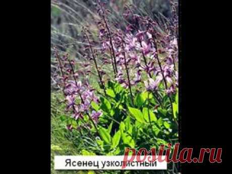 Природа предупреждает: некоторые растения влекут за собой смерть! — Интересные факты