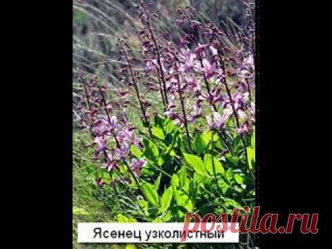 Природа предупреждает: некоторые растения влекут за собой смерть! — Интересные факты
