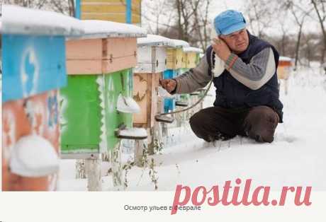 Уход за пчелами в феврале
Уход за пчелами должен быть круглогодичным. Особенно нуждаются во внимании пасечника пчелы в феврале. Важно проверять их состояние и готовность к весне, регулировать температуру и влажность в улье и следить, чтобы пчелкам хватило еды до конца зимовки.