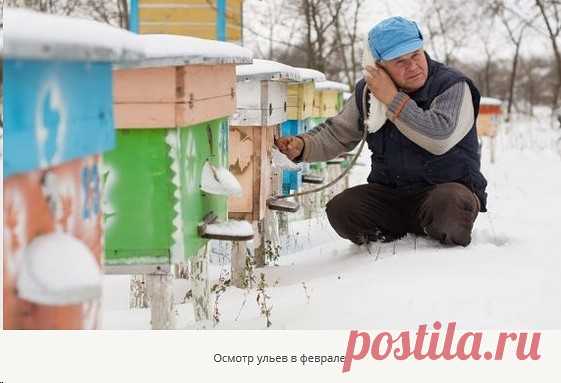 Уход за пчелами в феврале 

Уход за пчелами должен быть круглогодичным. Особенно нуждаются во внимании пасечника пчелы в феврале. Важно проверять их состояние и готовность к весне, регулировать температуру и влажность в улье и следить, чтобы пчелкам хватило еды до конца зимовки.