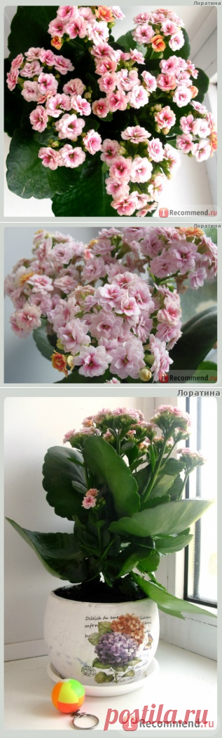 Каланхоэ Блоссфельда (лат. Kalanchoe blossfeldiana) - «Частица красоты с Мадагаскара на вашем подоконнике ❂ ❃ ❄ ❅ Не думала, что каланхоэ бывает таким чудесным ❂ ❃ ❄ ❅» | Отзывы покупателей