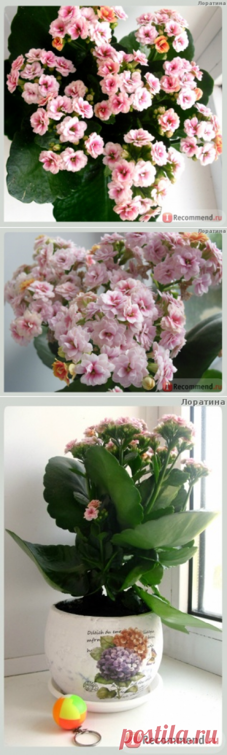 Каланхоэ Блоссфельда (лат. Kalanchoe blossfeldiana) - «Частица красоты с Мадагаскара на вашем подоконнике ❂ ❃ ❄ ❅ Не думала, что каланхоэ бывает таким чудесным ❂ ❃ ❄ ❅» | Отзывы покупателей