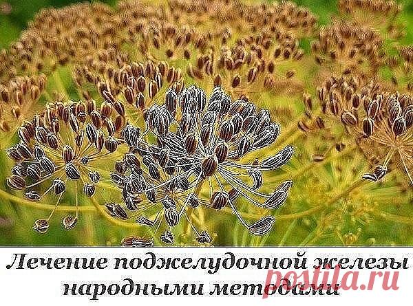 Лечение поджелудочной железы народными методами
 
Поджелудочная железа — один из важных внутренних органов человеческого тела, который отвечает за наше пищеварение. Сбой в работе поджелудочной чреват осложнениями и целым рядом заболеваний, таких как панкреатит или сахарный диабет. К счастью, есть прекрасные народные средства, которые помогают лечить этот орган не хуже лекарств. Если у тебя есть проблемы с этим важнейшим органом — наша статья для тебя!
 
Рецепт № 1. Семена ...