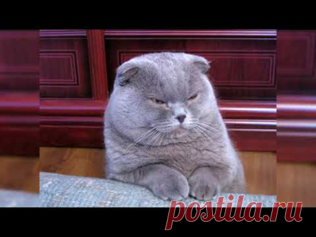 Шотландская вислоухая кошка. Плюсы и минусы, Цена, Как выбрать, Факты, Уход, История