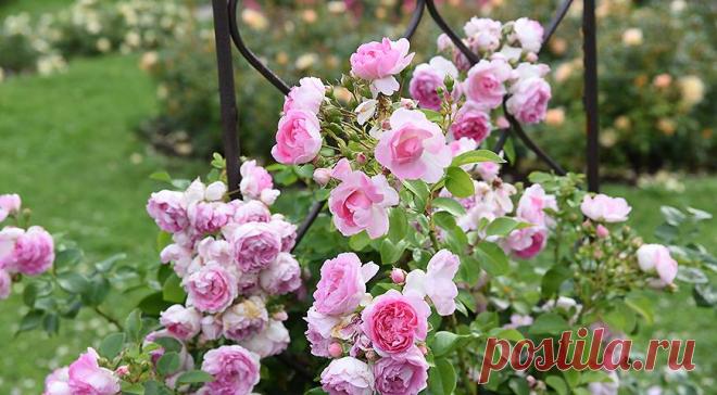 Лучшая плетистая роза для вашего сада: подборка самых зимостойких и красивых сортов с фото и описанием на Supersadovnik.ru