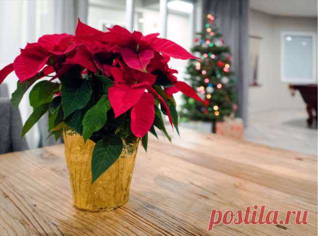 5 растений, которые заменят новогоднюю елку | Люблю Себя