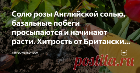 Солю розы Английской солью, базальные побеги просыпаются и начинают расти. Хитрость от Британских садоводов Всем привет! Чтобы мои розы лучше кустились и постоянно отращивали базальные побеги, каждый год солю их английской солью. Хитрость эта далеко не новая и пришла к нам прямиком из Британских садов.  Англичане знают толк в садоводстве, их розарии пример эталона и подражания. Каждый садовод стремится создать такую же красоту перед своим окном.  Поэтому приходится подсмат...