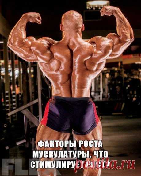 ФАКТОРЫ РОСТА МУСКУЛАТУРЫ / Абсолютное здоровье