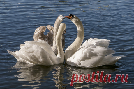swan family greeting Explore spicspics' photos on Flickr. spicspics has uploaded 896 photos to Flickr.