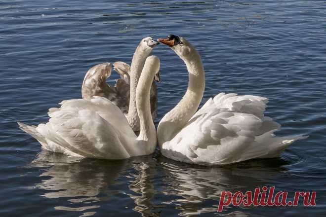 swan family greeting Explore spicspics' photos on Flickr. spicspics has uploaded 896 photos to Flickr.
