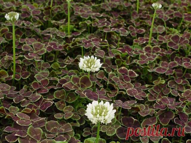 Удивительный пестролистный клевер в саду — сорта и особенности выращивания. Описание, фото — Ботаничка.ru