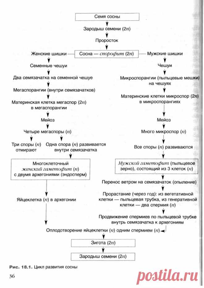 vBOMnT2SBLo.jpg (767×1080)